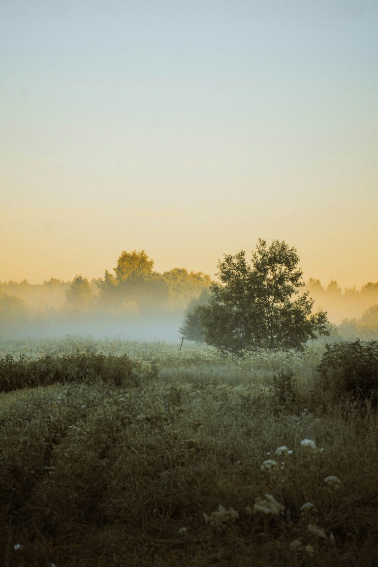 Perfect Freedom: The Peace of a Surrendered Life